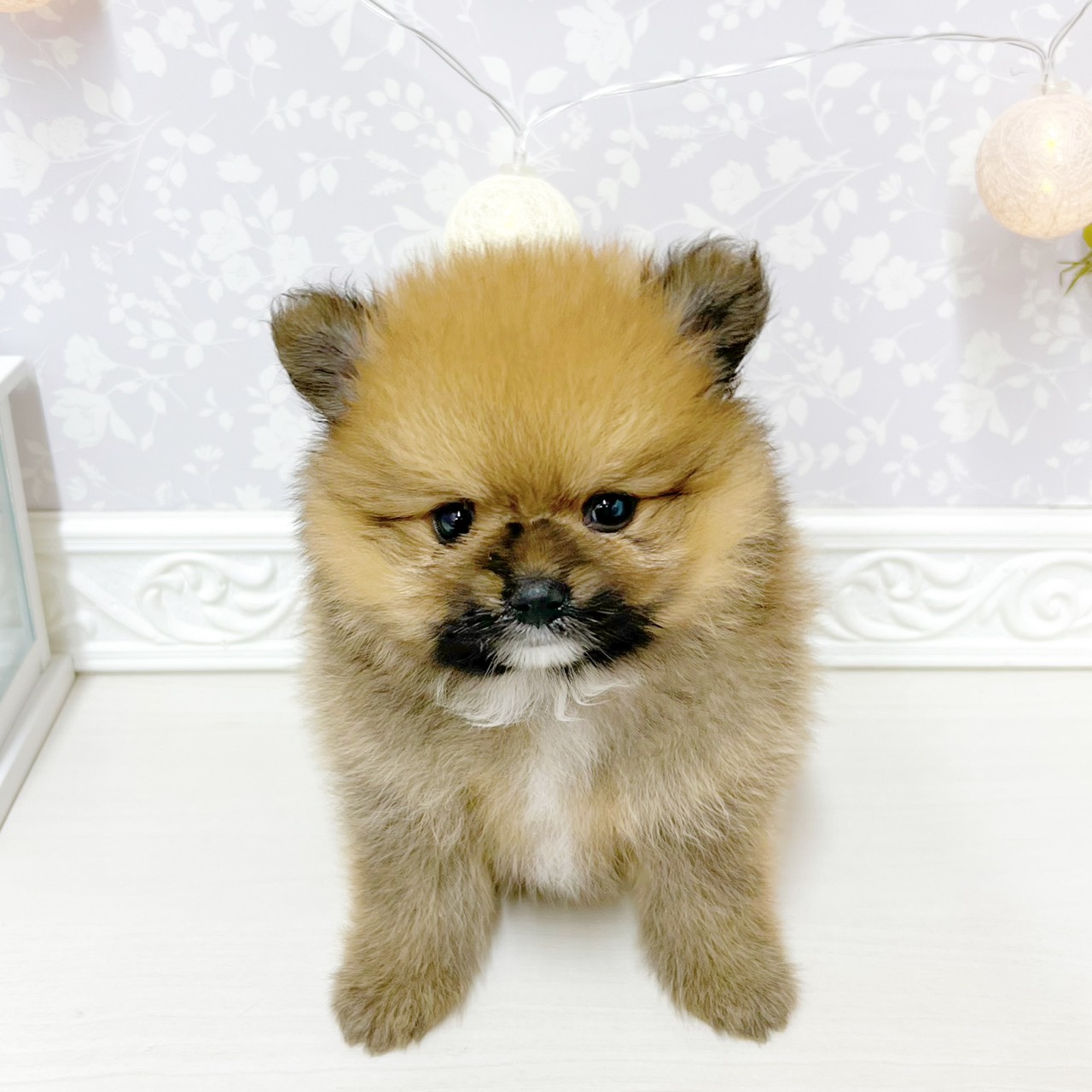 富山県のポメラニアン (犬の家＆猫の里アミーゴ山室店/2026年4月26日生まれ/女の子/オレンジ)の子犬の2枚目の画像