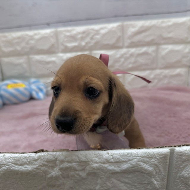 静岡県のミニチュアダックスフンド(スムース) (犬の家＆猫の里アミーゴ浜松和田店/2026年4月26日生まれ/男の子/レッド)の子犬の2枚目の画像