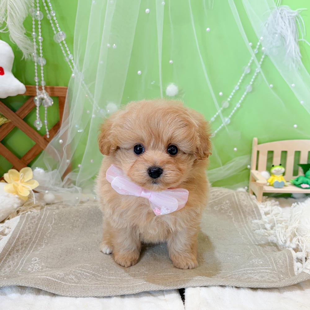 静岡県のポメプー(ポメラニアン×プードル) (犬の家＆猫の里富士店/2026年4月26日生まれ/女の子/アプリコット)の子犬の1枚目の画像
