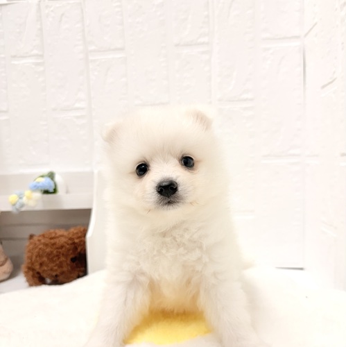 愛知県の日本スピッツ (犬の家＆猫の里豊川インター店/2026年4月28日生まれ/女の子/ホワイト)の子犬の1枚目の画像