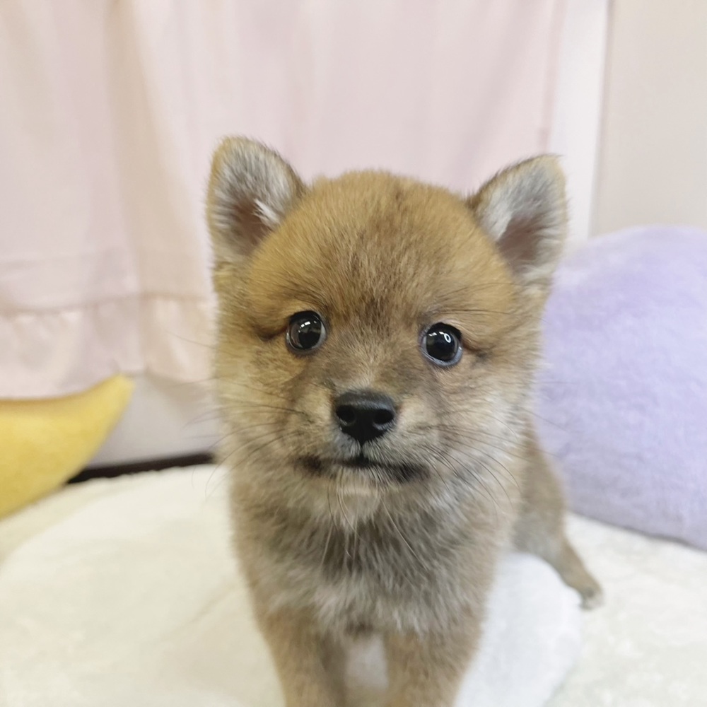 静岡県のポメ柴/豆ポメ/ポメ豆柴(ポメラニアン×柴犬) (犬の家＆猫の里マークイズ静岡店/2026年4月27日生まれ/男の子/赤)の子犬の1枚目の画像
