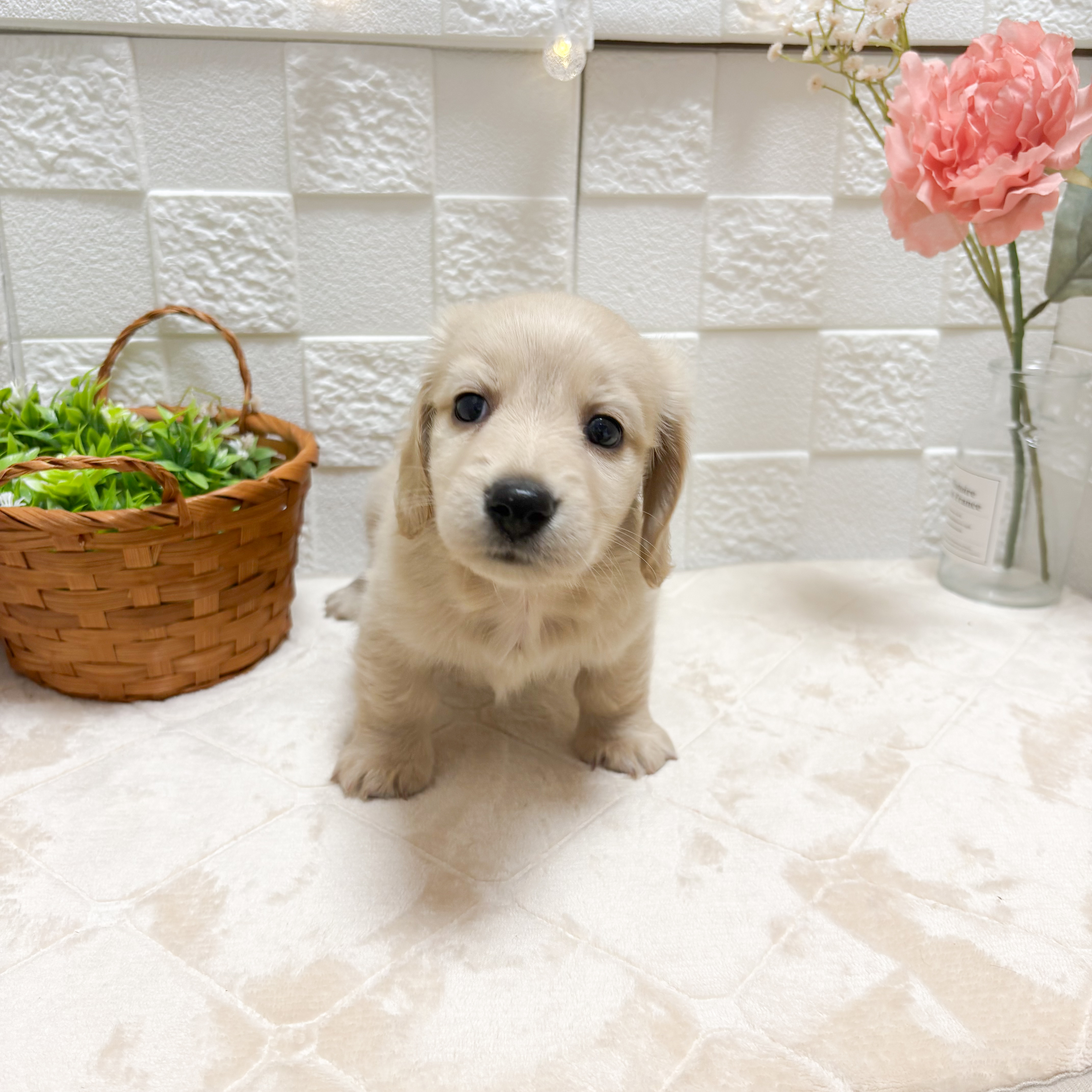 東京都のミニチュアダックスフンド(ロング) (犬の家＆猫の里ペットフォレスト小平店/2026年4月26日生まれ/女の子/イエロー)の子犬の2枚目の画像