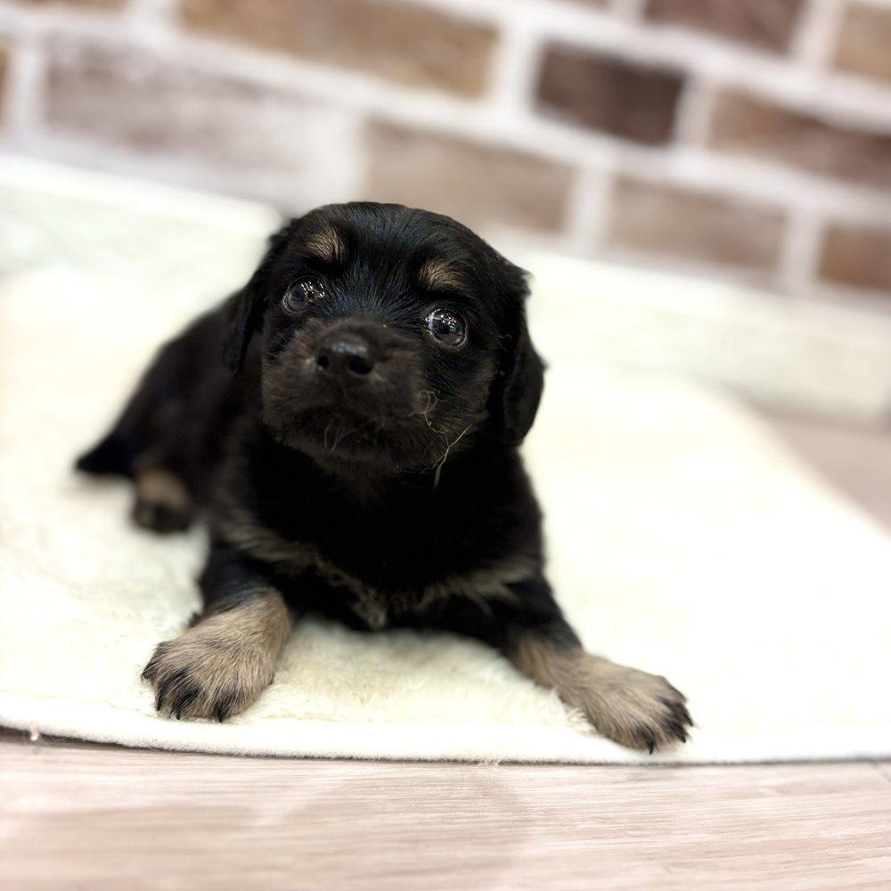 三重県のチワックス(チワワ×ダックス)の子犬を価格や特徴で探す|ペット