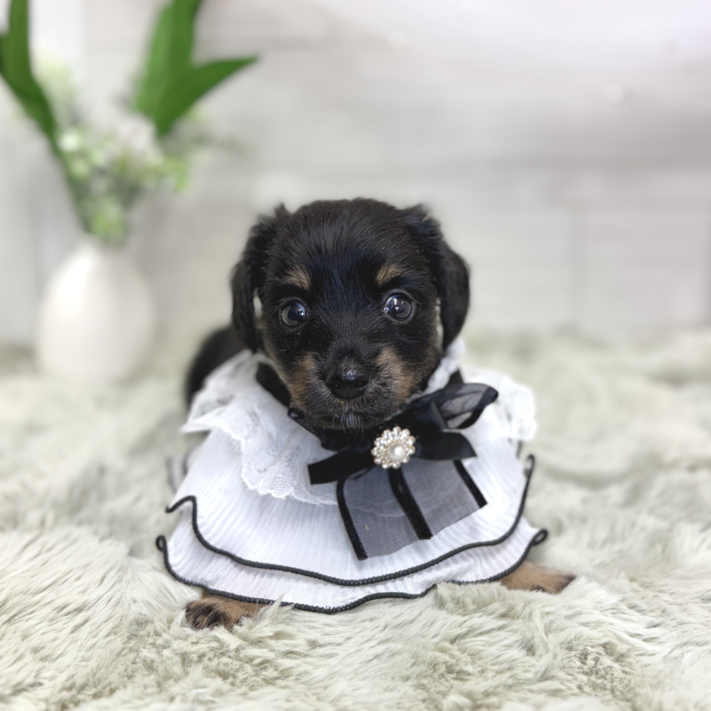 神奈川県のチワックス(チワワ×ダックス) (犬の家＆猫の里相模原店/2026年4月28日生まれ/女の子/ブラックタン)の子犬の1枚目の画像