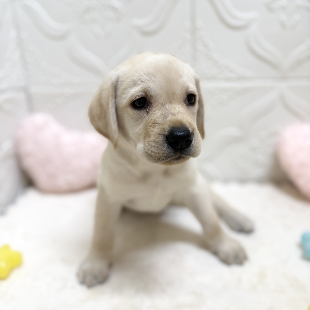 愛知県のラブラドールレトリーバー (犬の家＆猫の里岡崎店/2026年4月28日生まれ/女の子/イエロー)の子犬の2枚目の画像