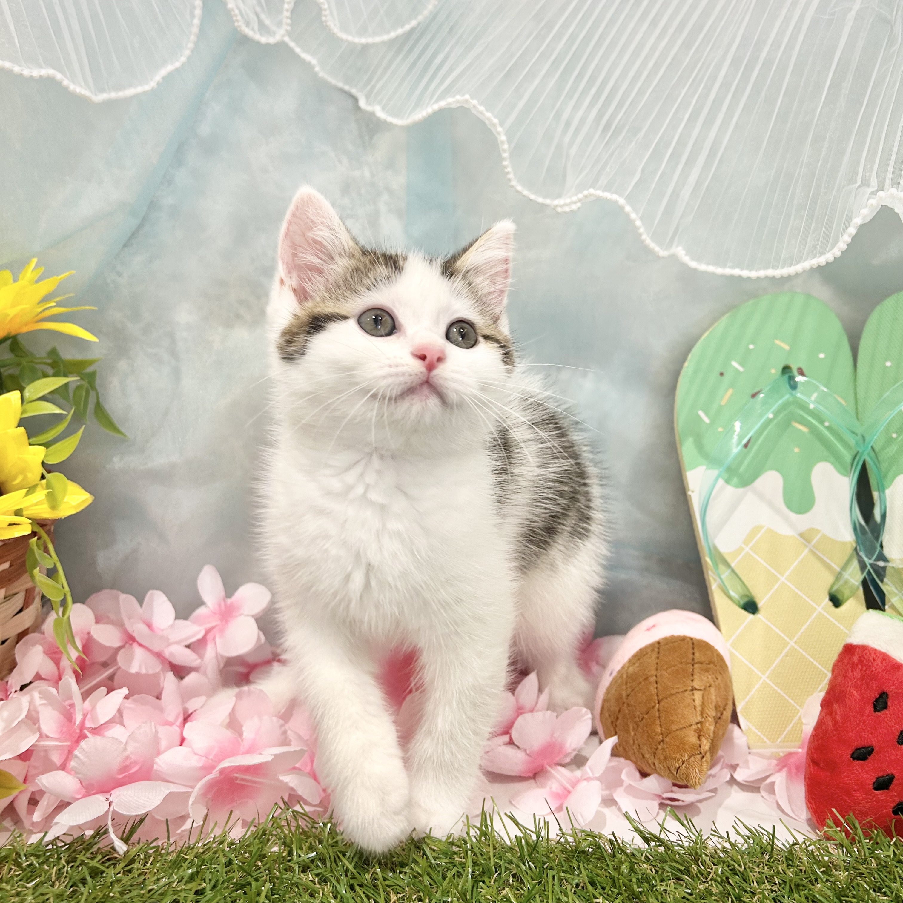 福岡県のブリティッシュショートヘアー (犬の家＆猫の里くりえいと宗像店/2026年4月28日生まれ/女の子/ブラウンタビーホワイト)の子猫の2枚目の画像