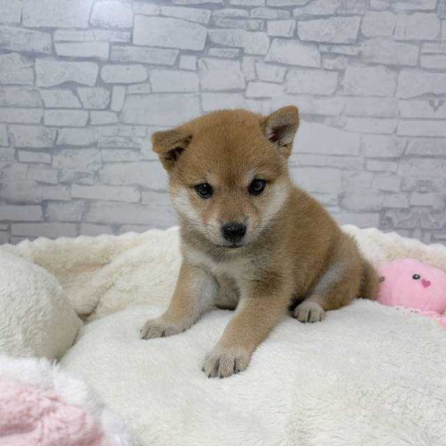 長野県の柴犬(標準サイズ) (犬の家＆猫の里長野店/2026年4月28日生まれ/女の子/赤)の子犬の2枚目の画像
