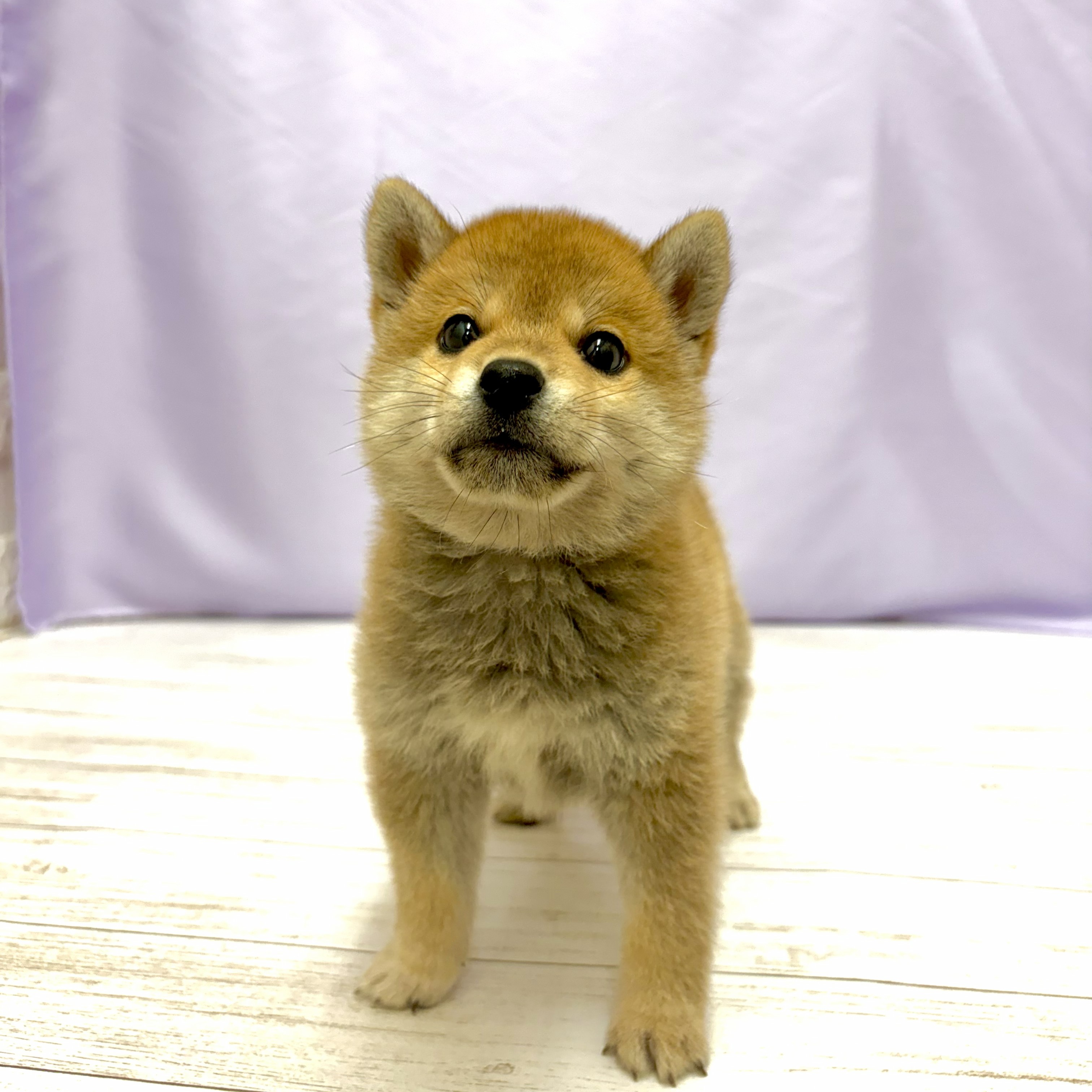 兵庫県の豆柴 (犬の家＆猫の里尼崎店/2026年4月28日生まれ/男の子/赤)の子犬の2枚目の画像