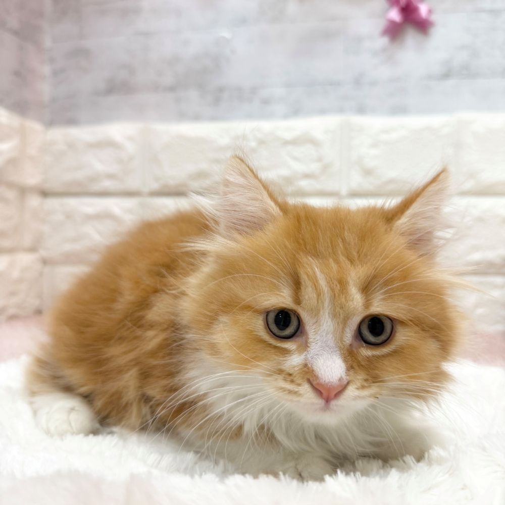 静岡県のマンチカン (犬の家＆猫の里プレ葉ウォーク浜北店/2026年4月21日生まれ/男の子/レッドタビーホワイト)の子猫の2枚目の画像