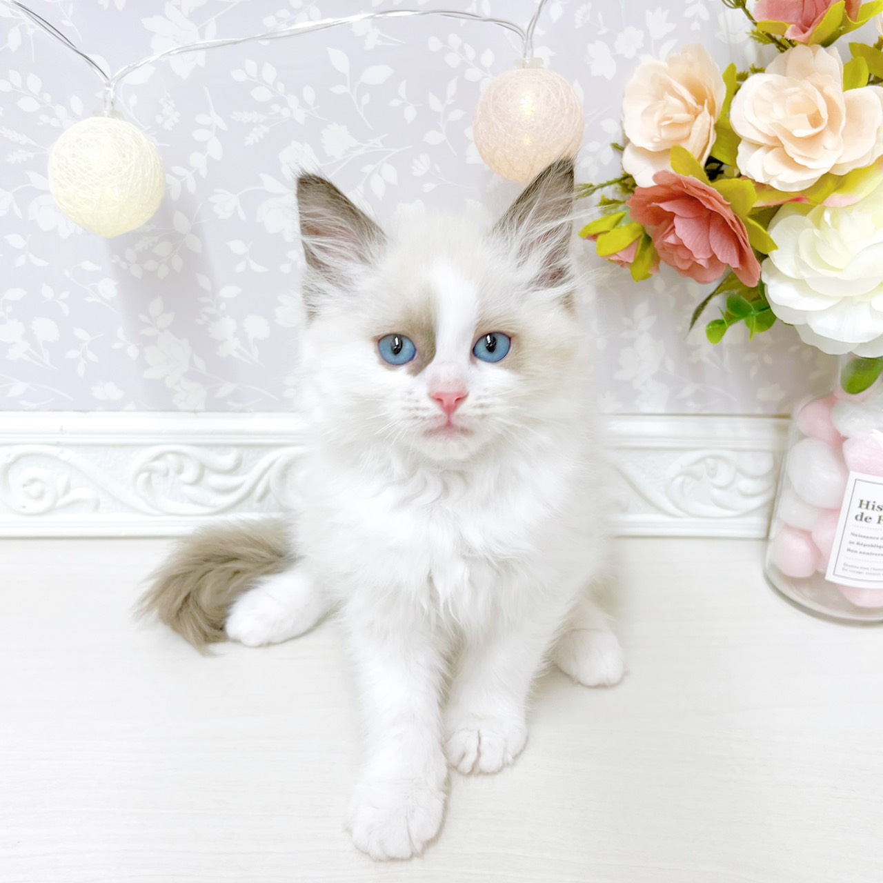 富山県のラグドール (犬の家＆猫の里アミーゴ山室店/2026年4月20日生まれ/女の子/シールポイントバイカラー)の子猫の1枚目の画像