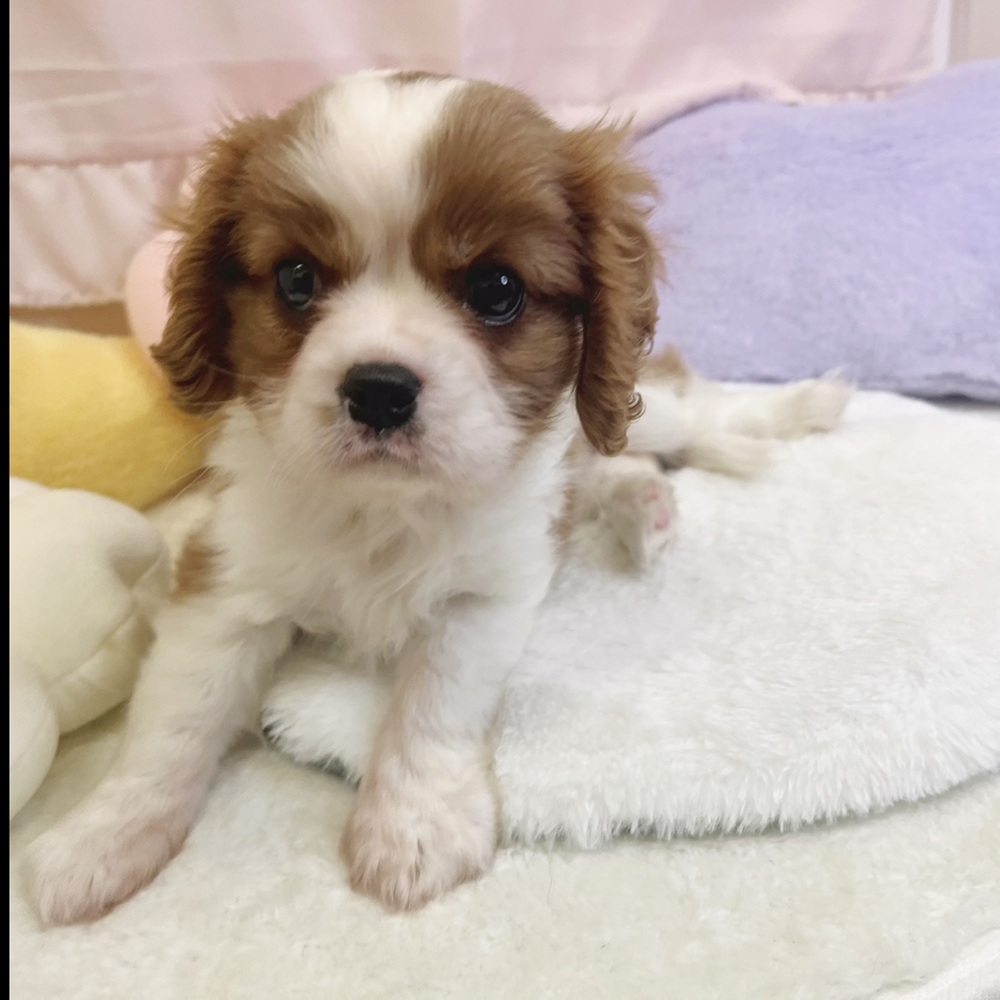 静岡県のキャバリアキングチャールズスパニエル (犬の家＆猫の里マークイズ静岡店/2026年4月25日生まれ/女の子/ブレンハイム)の子犬の2枚目の画像
