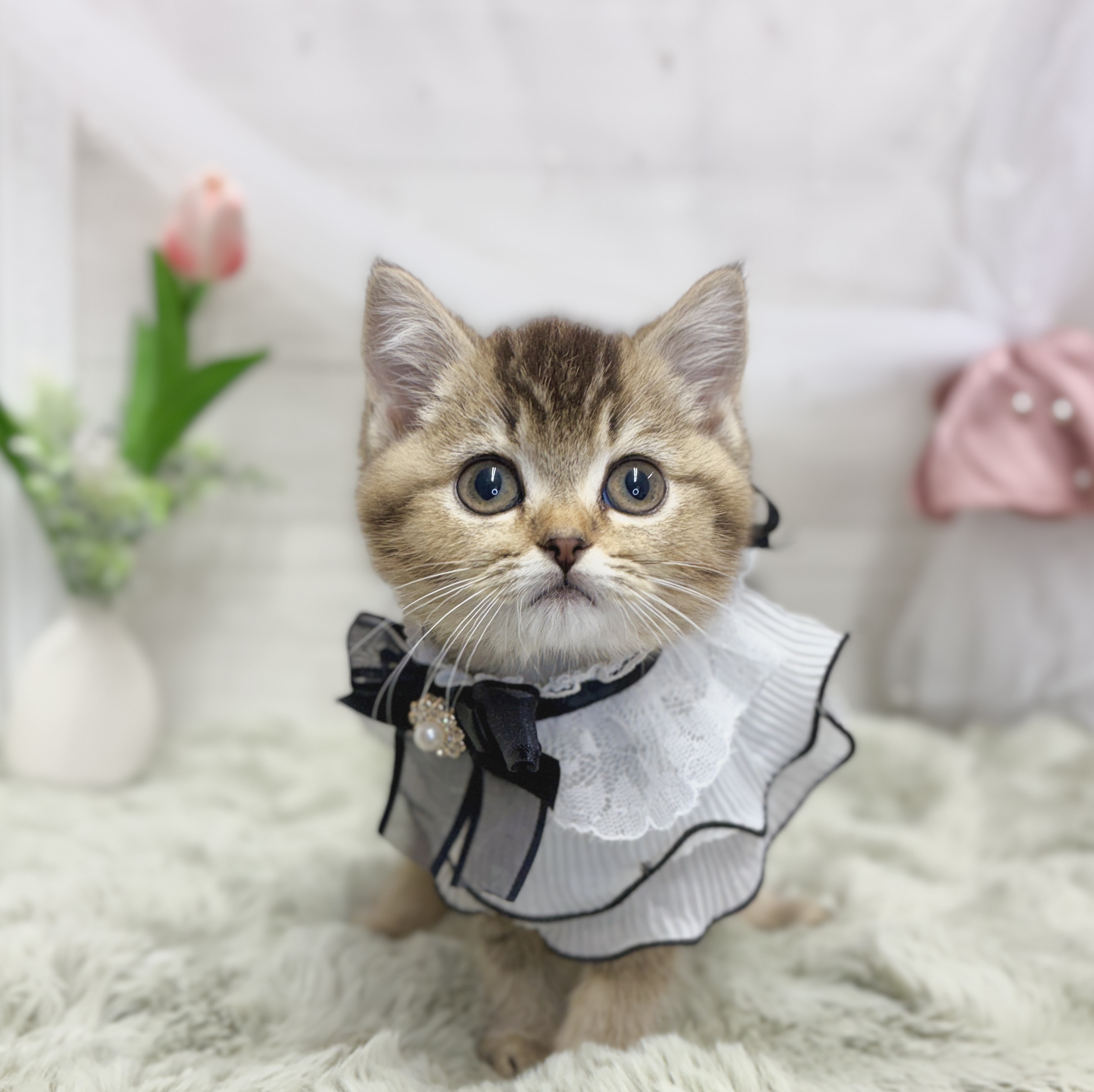 神奈川県のマンチカン (犬の家＆猫の里相模原店/2026年4月26日生まれ/女の子/ブラックゴールデンシェーデット)の子猫の1枚目の画像