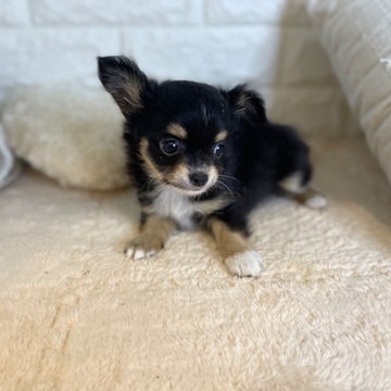 東京都のチワワ(ロング) (犬の家＆猫の里新宿店/2026年4月27日生まれ/男の子/ブラックタンホワイト)の子犬の2枚目の画像