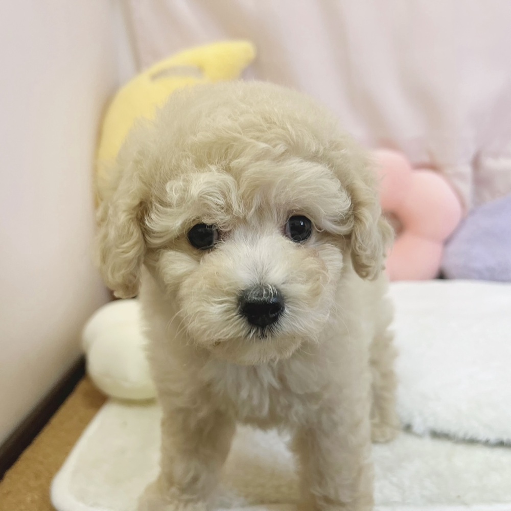 静岡県のマルプー(マルチーズ×プードル) (犬の家＆猫の里マークイズ静岡店/2026年4月27日生まれ/男の子/アプリコット)の子犬の2枚目の画像