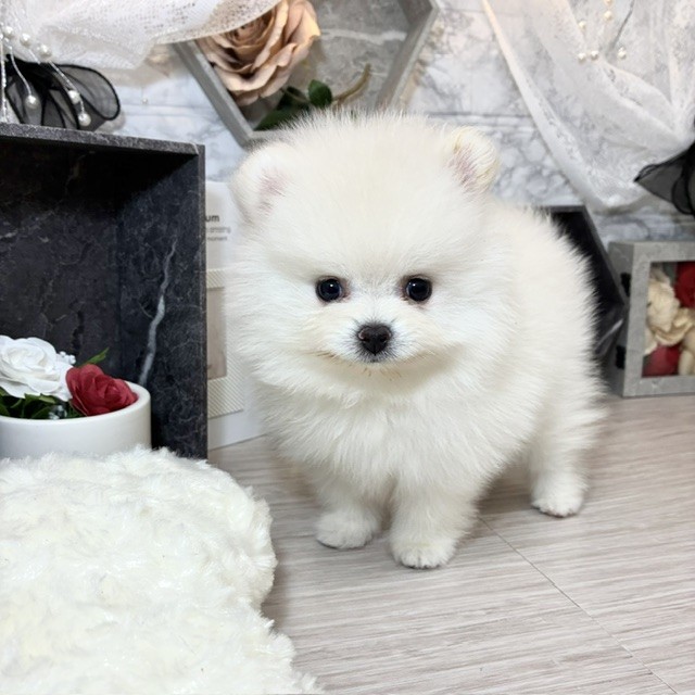 千葉県のポメラニアン (犬の家＆猫の里ワンズモール稲毛店/2026年4月26日生まれ/女の子/ホワイト)の子犬の1枚目の画像