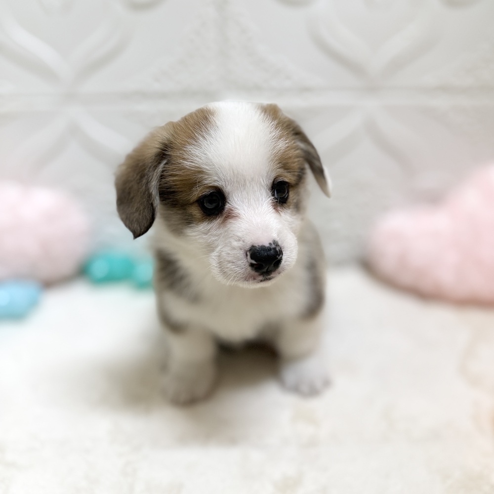 愛知県のウェルシュコーギーペンブローク (犬の家＆猫の里岡崎店/2026年4月26日生まれ/男の子/セーブルホワイト)の子犬の2枚目の画像