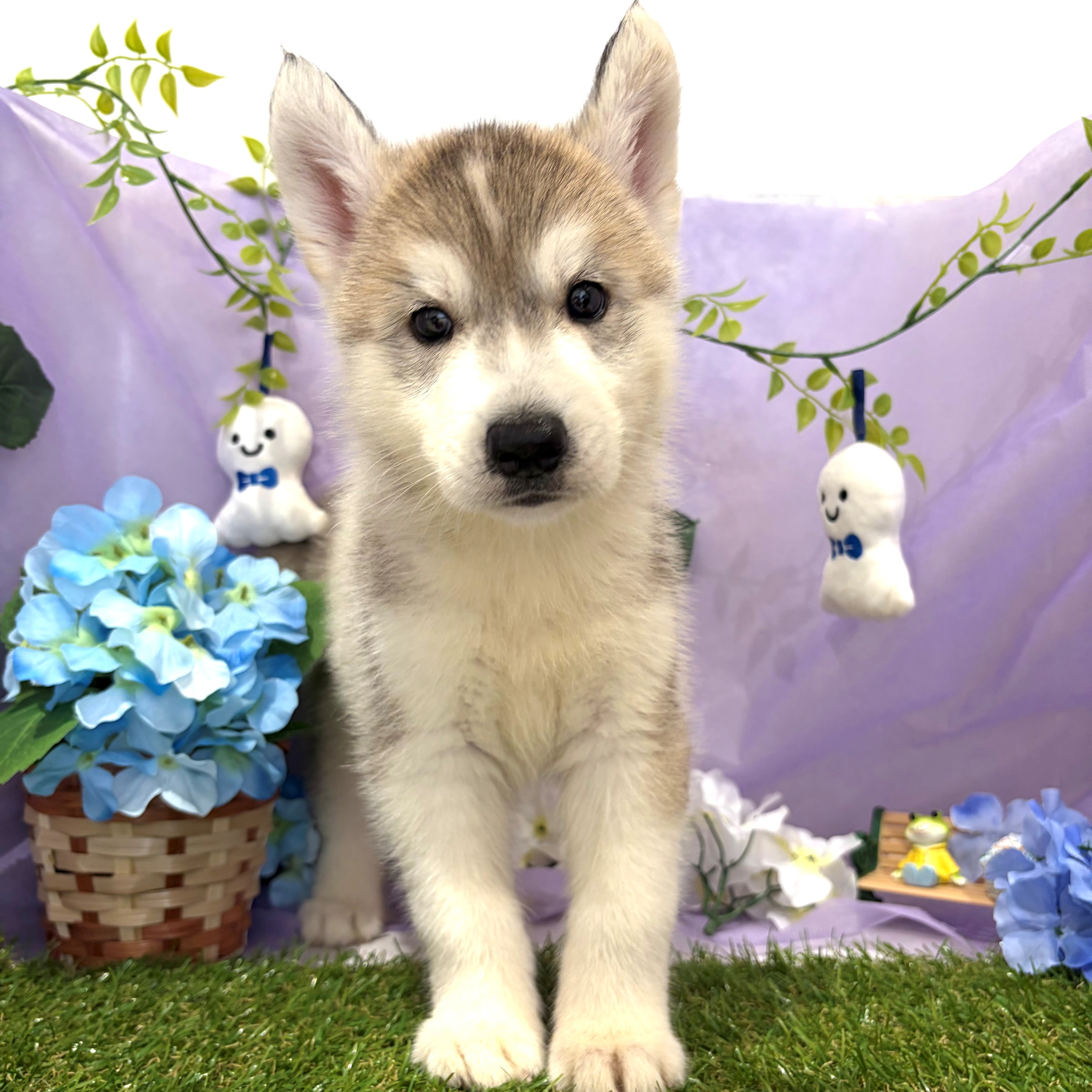 福岡県のシベリアンハスキー (犬の家＆猫の里くりえいと宗像店/2026年4月24日生まれ/男の子/シルバーホワイト)の子犬の2枚目の画像