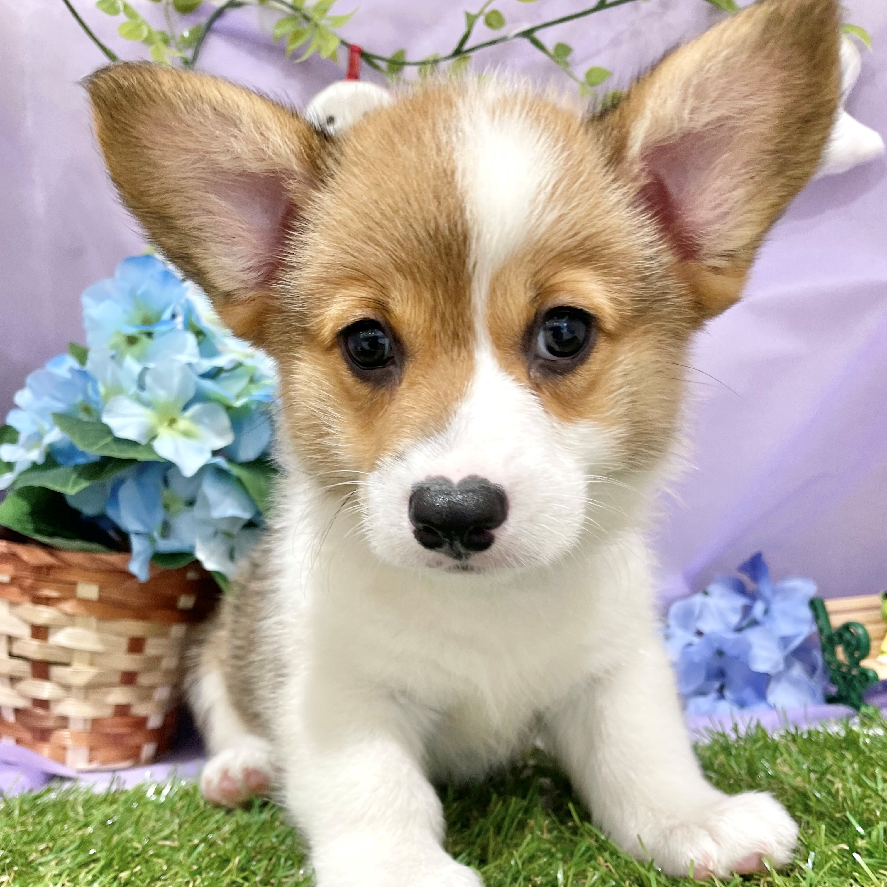 福岡県のウェルシュコーギーペンブローク (犬の家＆猫の里くりえいと宗像店/2026年4月25日生まれ/女の子/レッドホワイト)の子犬の2枚目の画像