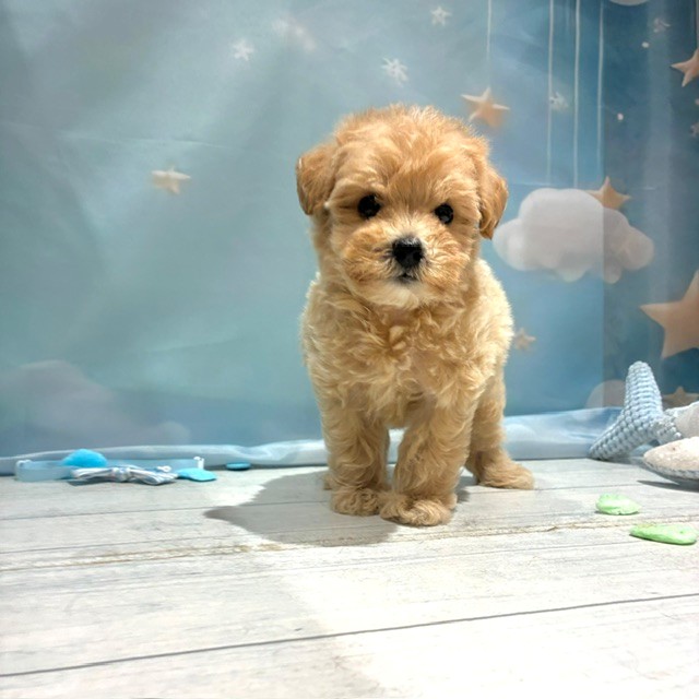 福岡県のマルプー(マルチーズ×プードル) (犬の家＆猫の里トリアス久山店/2026年4月26日生まれ/男の子/アプリコット)の子犬の2枚目の画像