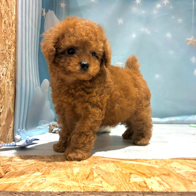 福岡県のトイプードル(タイニー) (犬の家＆猫の里トリアス久山店/2026年4月28日生まれ/男の子/レッド)の子犬の2枚目の画像
