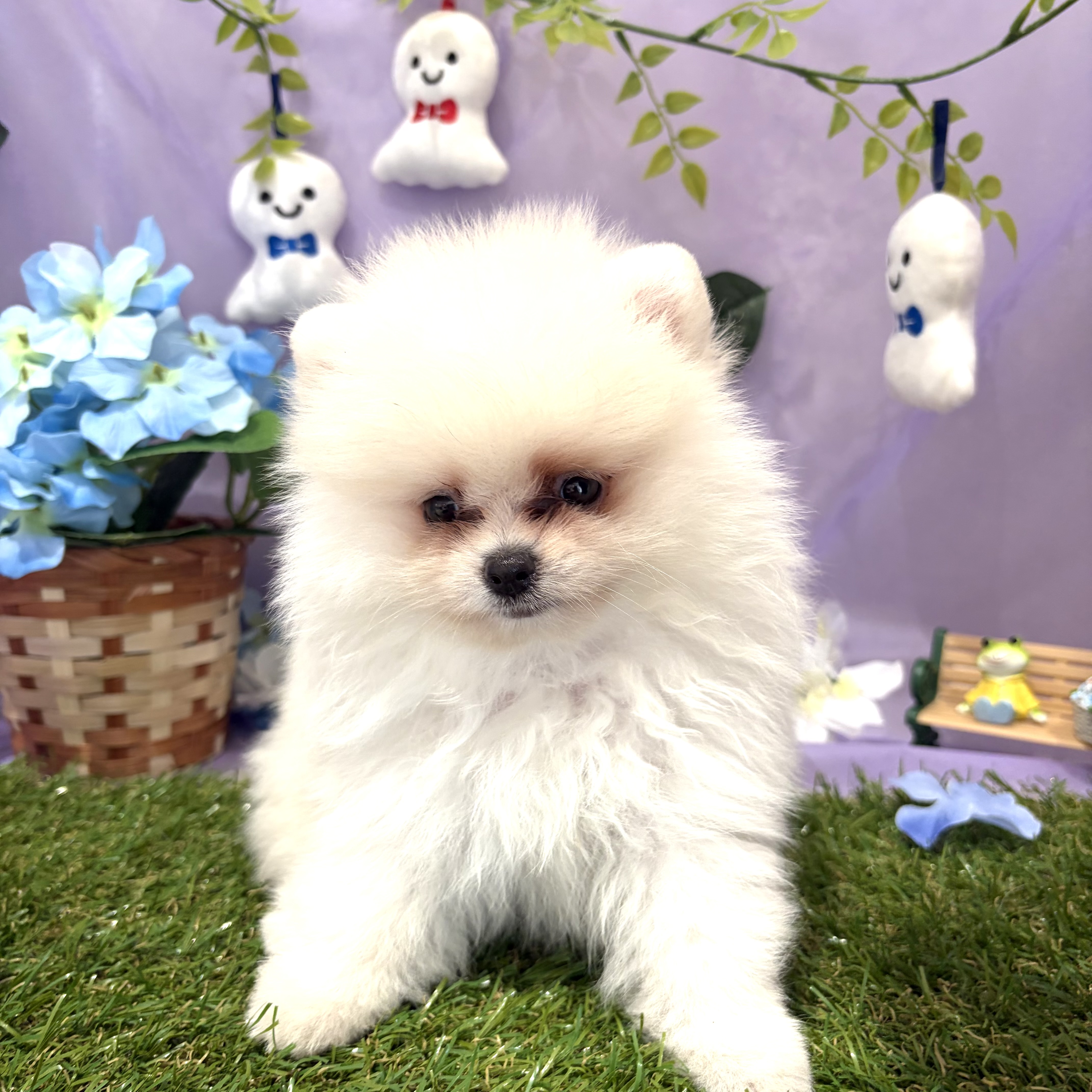 ホワイト(白系)のポメラニアンの子犬一覧 | ペットショップ 犬の家&猫