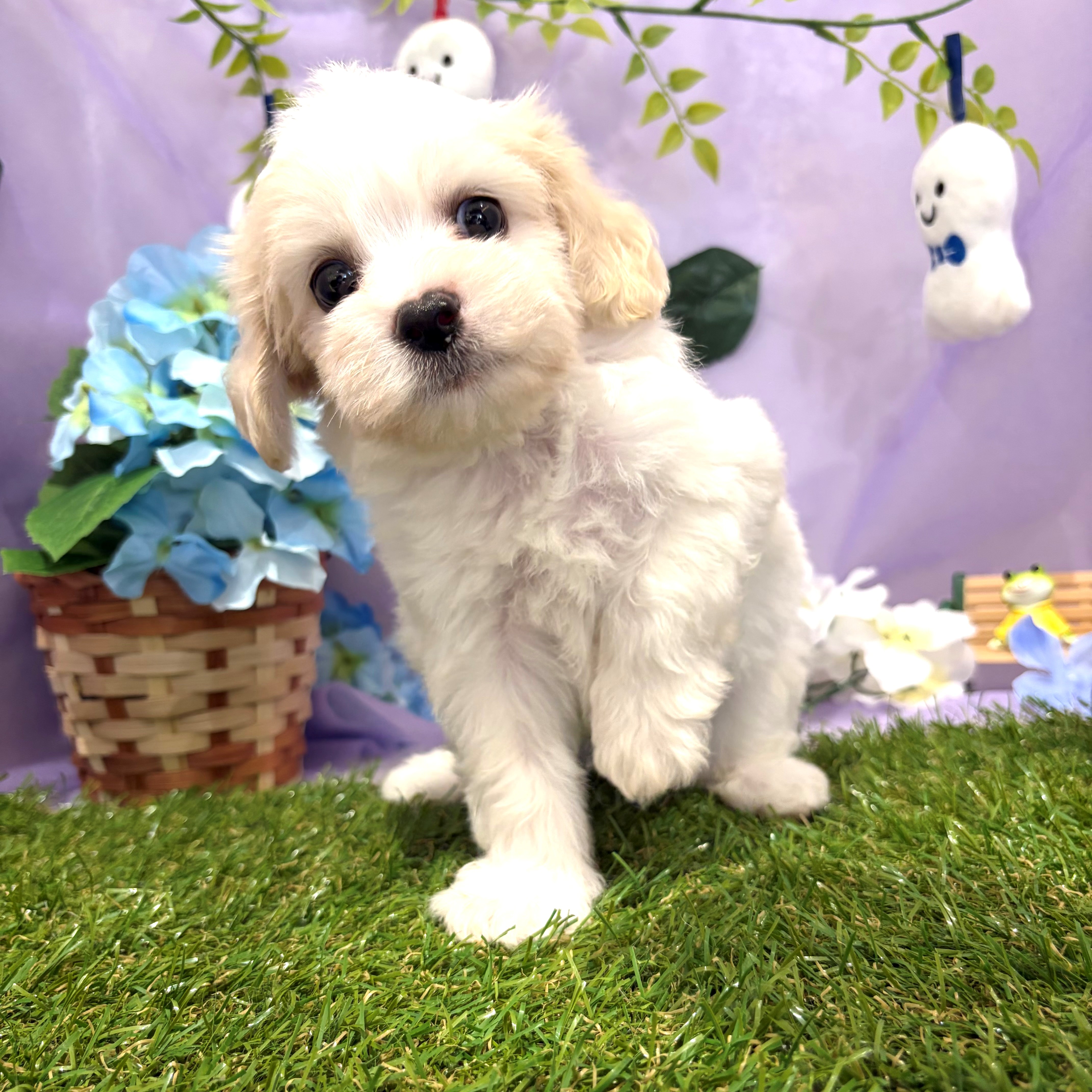 福岡県のハーフ犬・ミックス犬 (犬の家＆猫の里くりえいと宗像店/2026年4月25日生まれ/男の子/ブレンハイム)の子犬の1枚目の画像