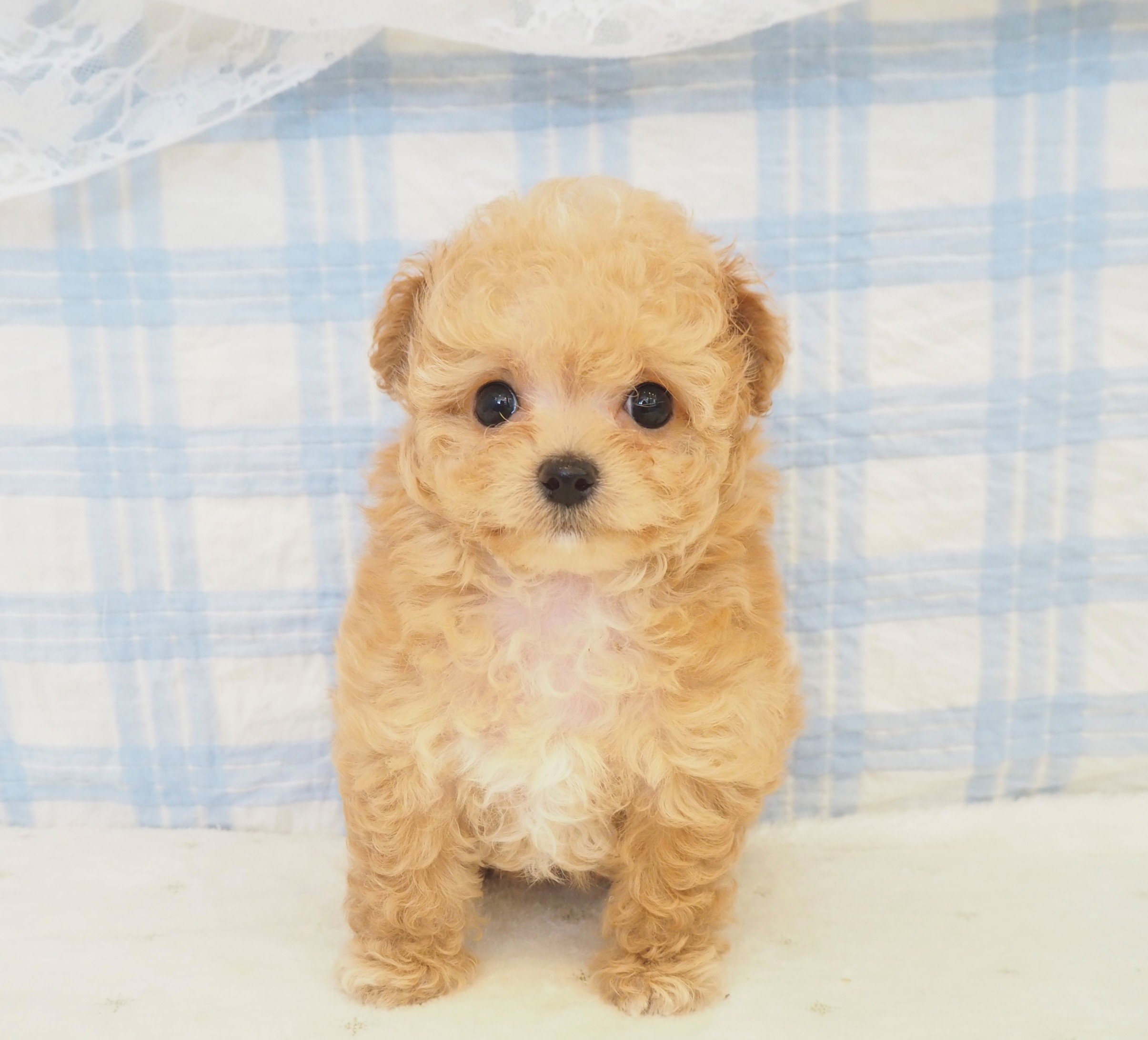 ハーフ犬女の子の写真