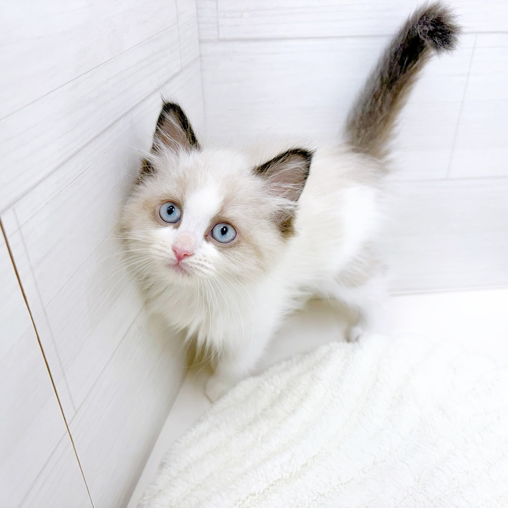 石川県のラグドール (犬の家＆猫の里アミーゴ金沢おこばた店/2026年4月26日生まれ/男の子/シールポイントバイカラー)の子猫の2枚目の画像