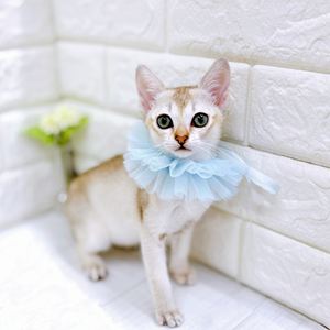 福井県のシンガプーラ (犬の家＆猫の里アミーゴ福井店/2026年4月21日生まれ/男の子/セピアアグーティ)の子猫