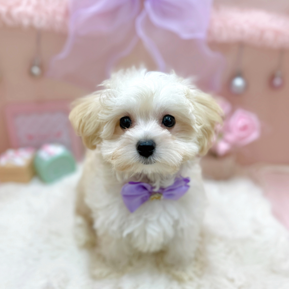 福井県のマルプー(マルチーズ×プードル) (犬の家＆猫の里アミーゴ福井大和田店/2026年4月17日生まれ/女の子/クリーム)の子犬の2枚目の画像