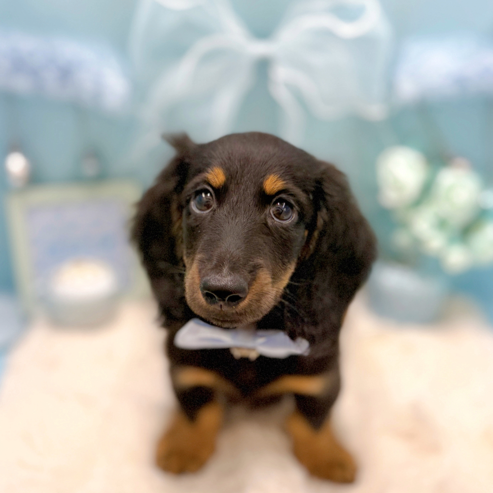 福井県のミニチュアダックスフンド(ロング) (犬の家＆猫の里アミーゴ福井大和田店/2026年4月27日生まれ/男の子/ブラックタン)の子犬の2枚目の画像