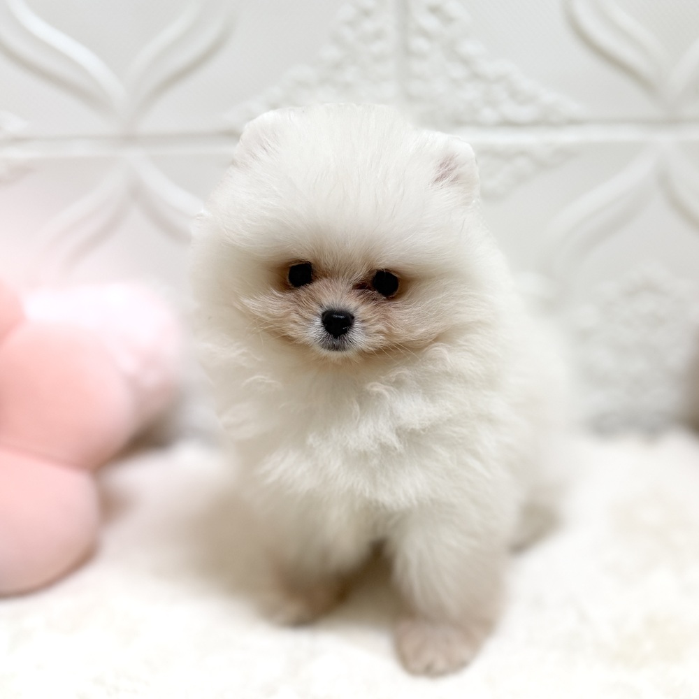 愛知県のポメラニアン (犬の家＆猫の里岡崎店/2026年4月27日生まれ/女の子/クリーム)の子犬の2枚目の画像