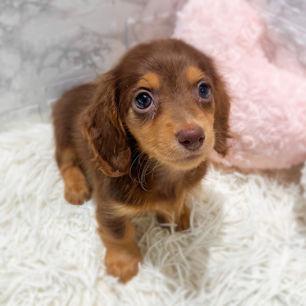 愛知県のミニチュアダックスフンド(ロング) (犬の家＆猫の里MiO香久山店/2026年4月28日生まれ/女の子/チョコレートタン)の子犬の2枚目の画像