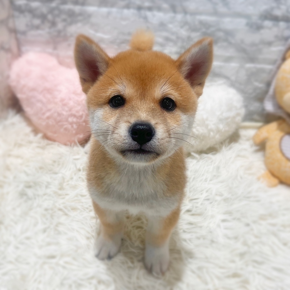 愛知県の豆柴 (犬の家＆猫の里MiO香久山店/2026年4月28日生まれ/男の子/赤)の子犬の2枚目の画像