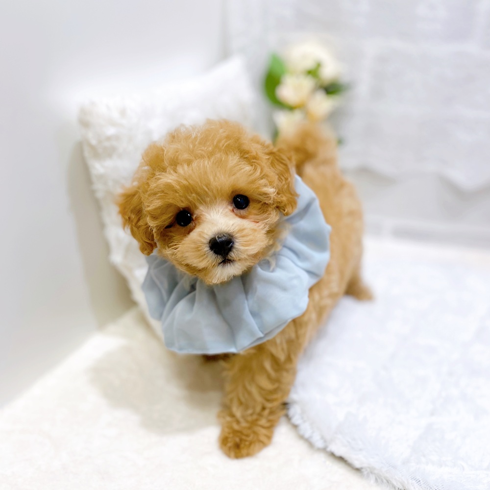 ハーフ犬女の子の写真