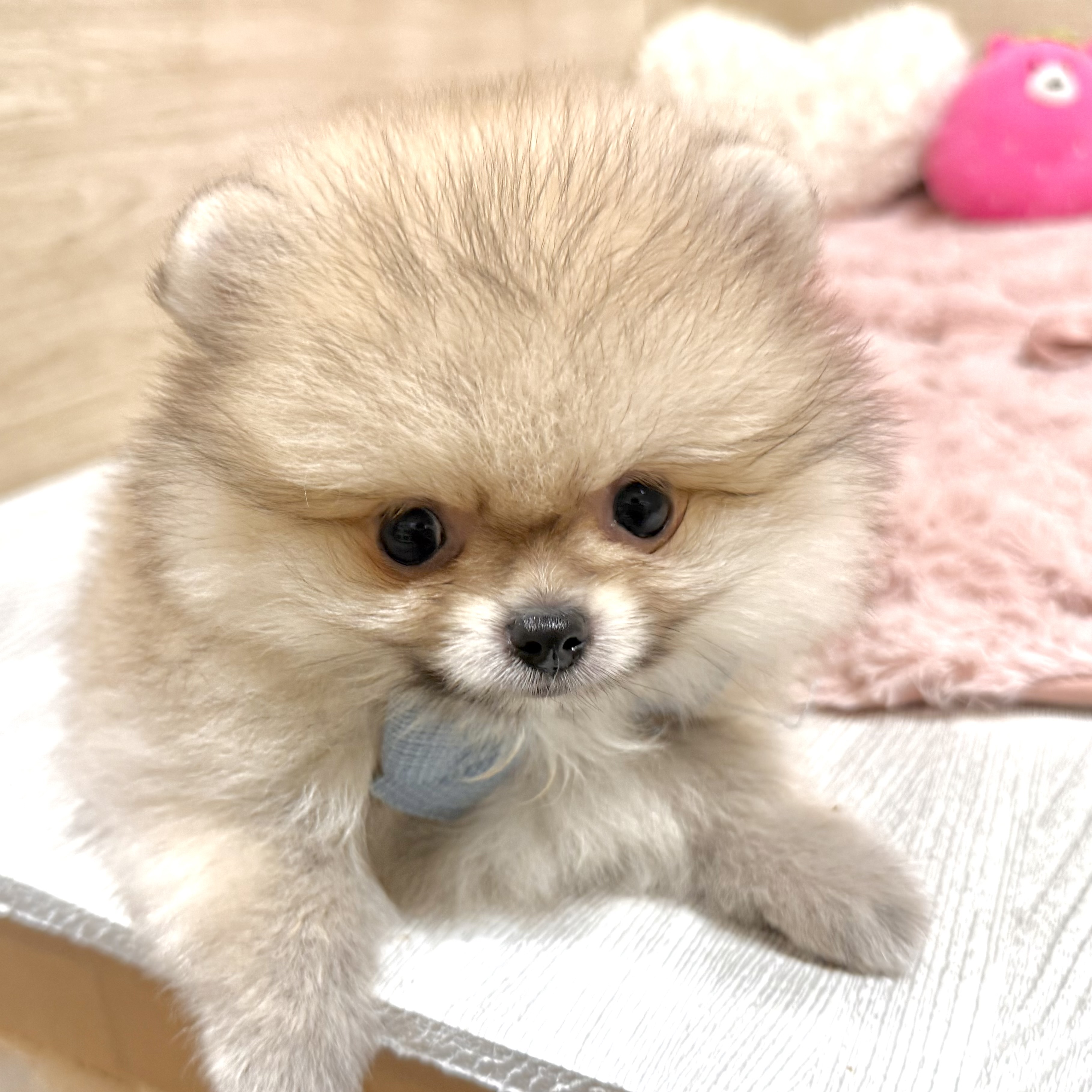 生体画像２