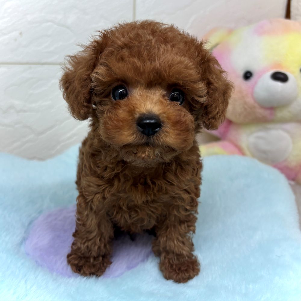 兵庫県のトイプードル(ティーカップ) (犬の家＆猫の里ゆめタウン姫路店/2026年4月30日生まれ/男の子/レッドフォーン)の子犬の2枚目の画像