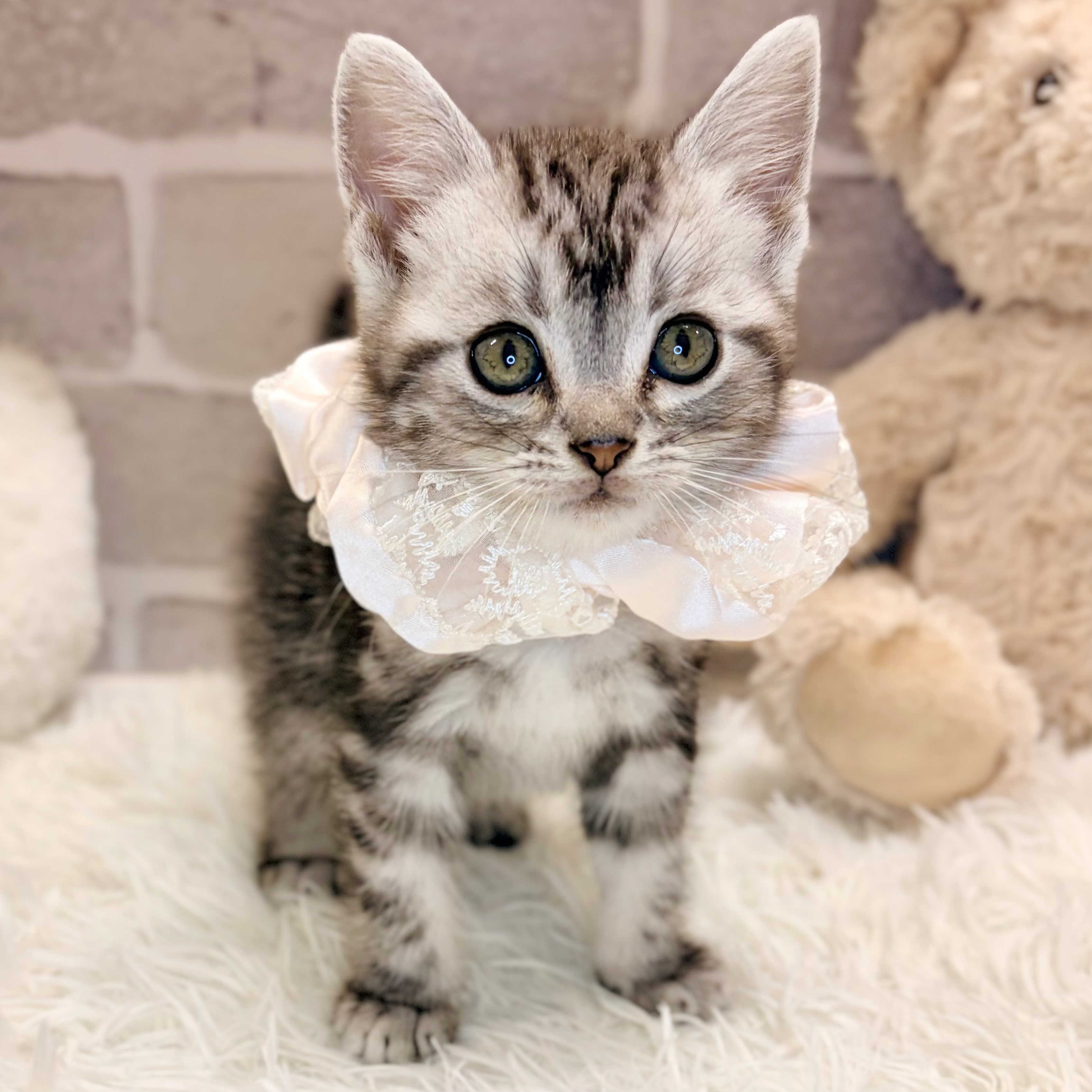 シルバー系のアメリカンショートヘアの子猫一覧 | ペットショップ 犬の