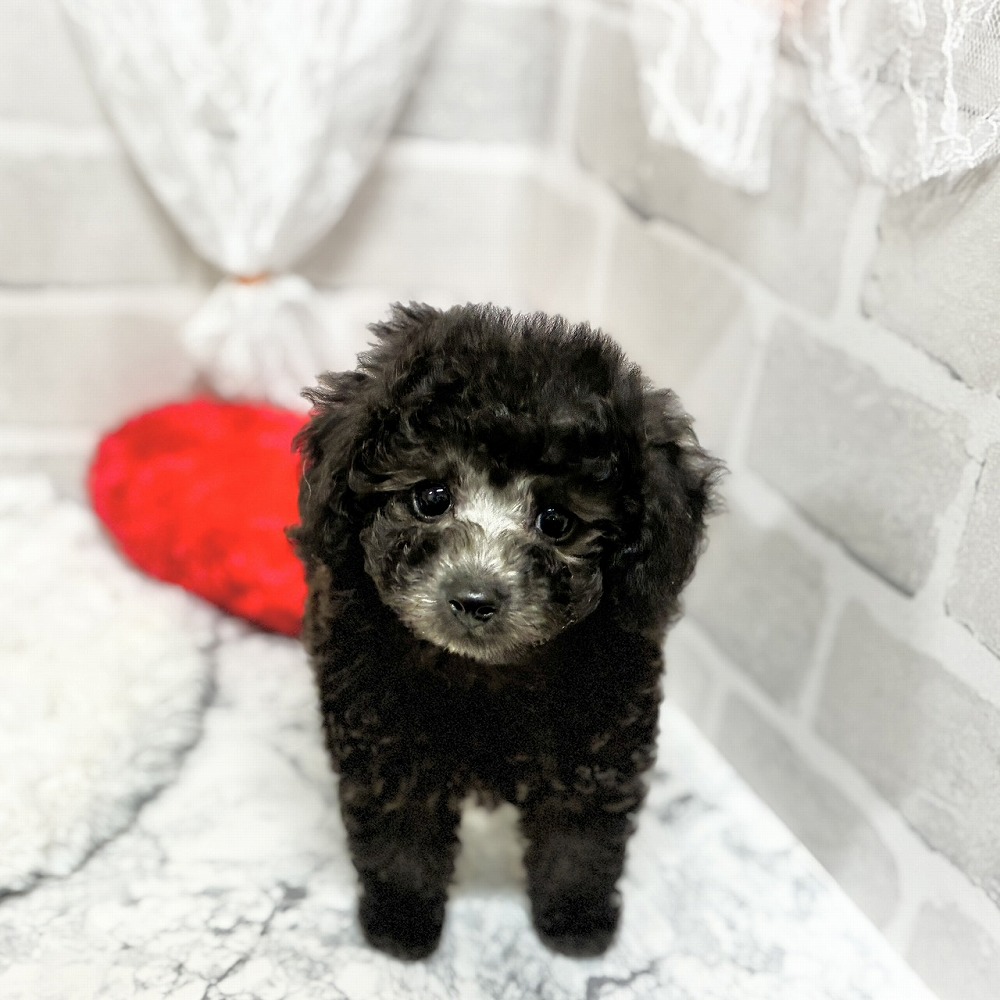 京都府のトイプードル(ティーカップ) (犬の家＆猫の里京都精華店/2026年4月21日生まれ/男の子/グレー)の子犬の2枚目の画像