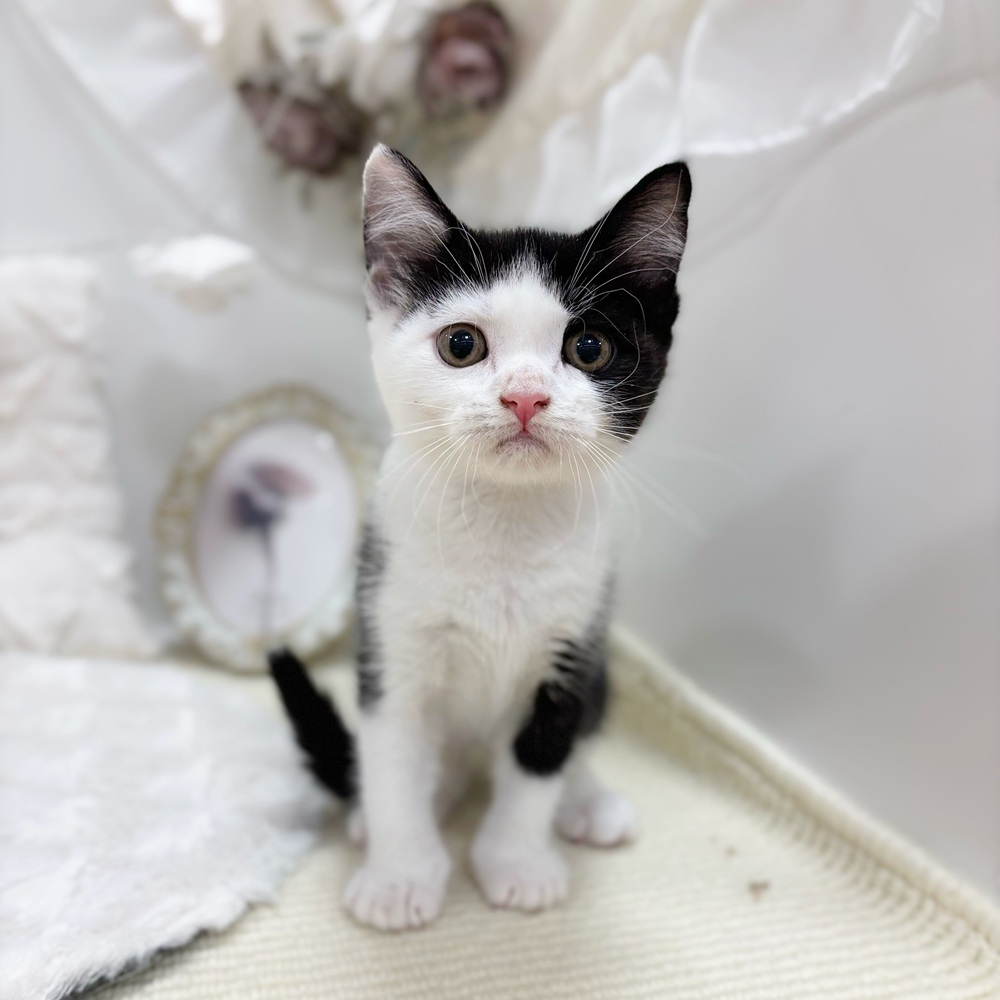 岐阜県のブリティッシュショートヘアー (犬の家＆猫の里カラフルタウン岐阜店/2026年5月1日生まれ/女の子/ブラックホワイト)の子猫の2枚目の画像