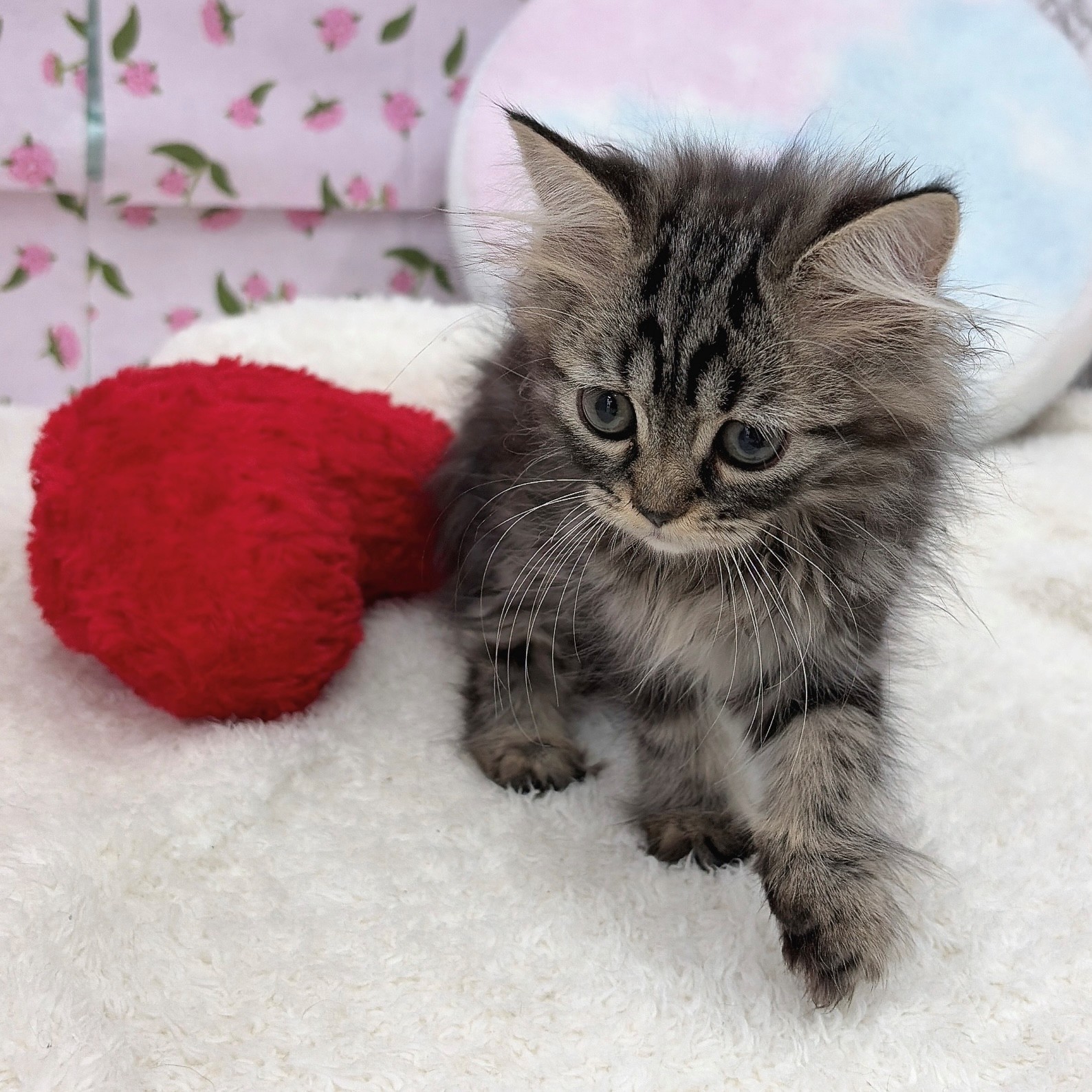 愛知県のスコティッシュストレート (犬の家＆猫の里エアポートウォーク店/2026年5月1日生まれ/女の子/ブラウンタビー)の子猫の1枚目の画像