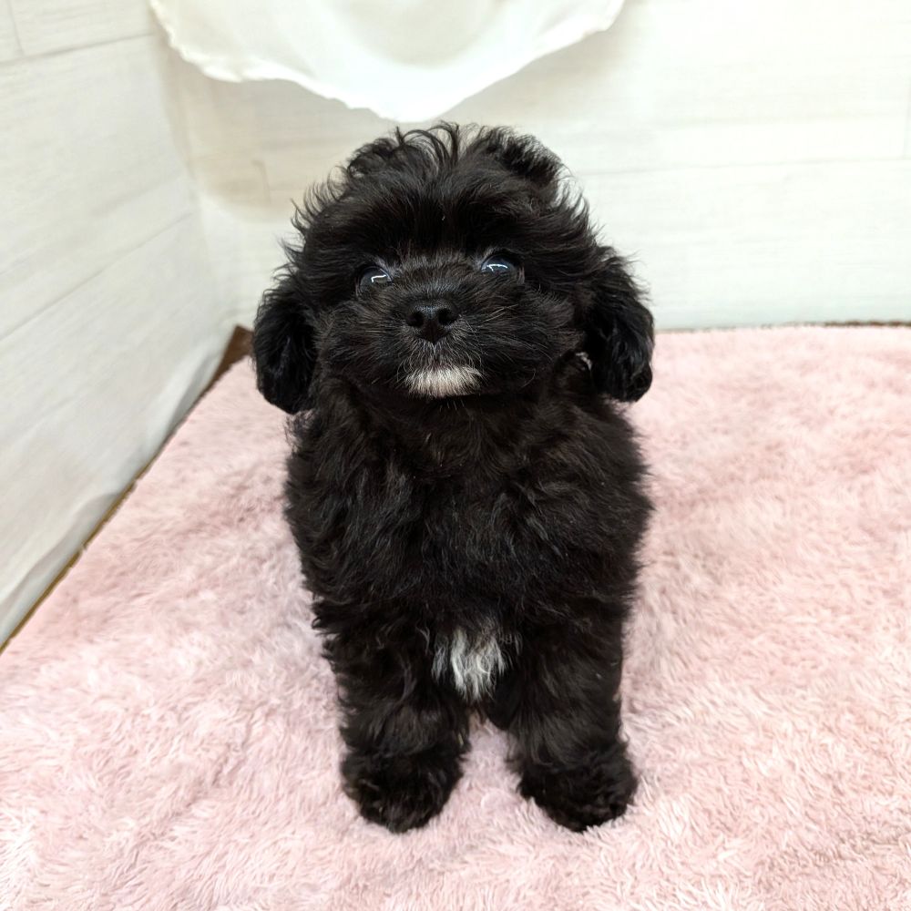 愛知県のチワプー/プーチー(チワワ×プードル) (犬の家＆猫の里碧南店/2026年4月29日生まれ/男の子/ブラック)の子犬の2枚目の画像