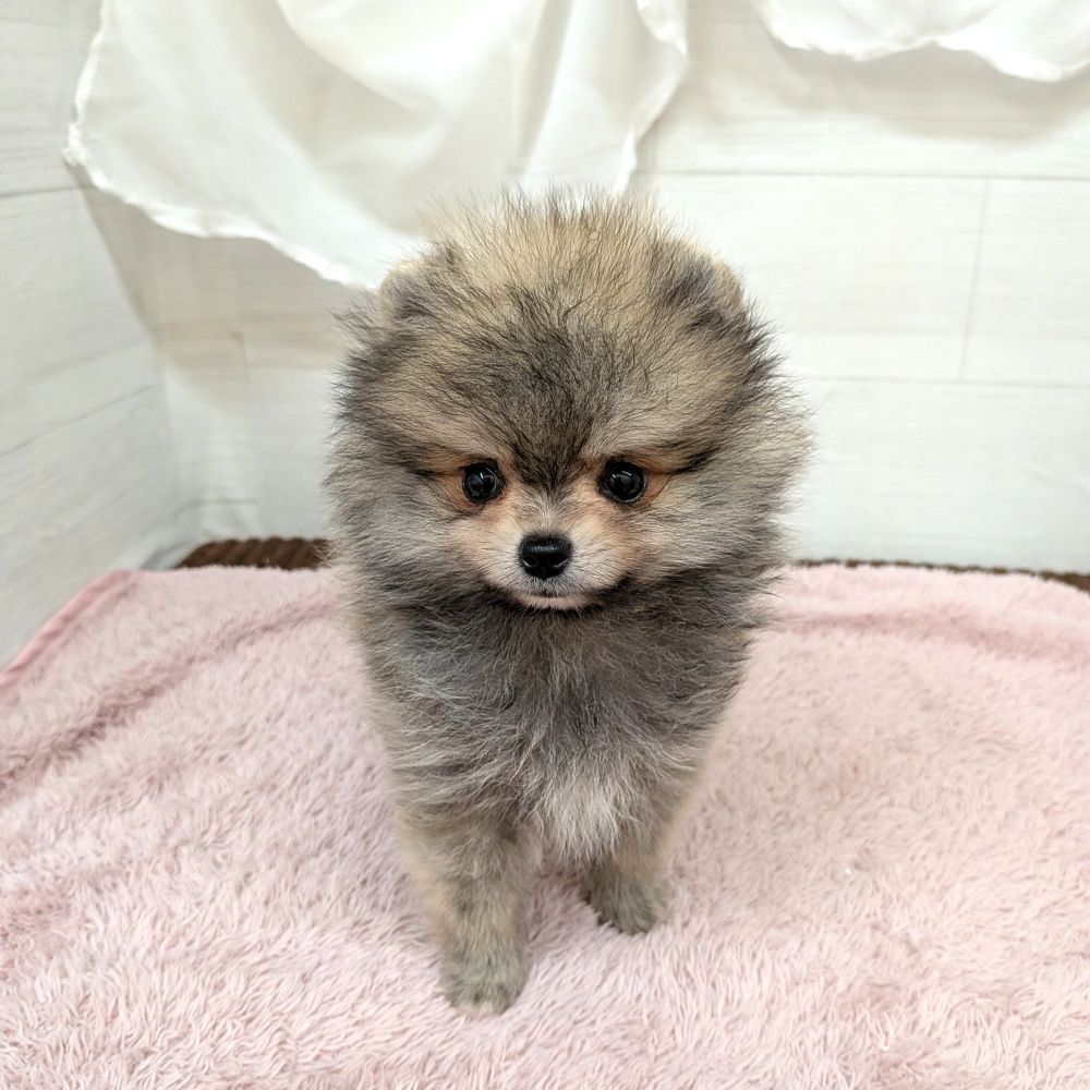 愛知県のポメラニアン (犬の家＆猫の里碧南店/2026年4月30日生まれ/男の子/ウルフセーブル)の子犬の2枚目の画像