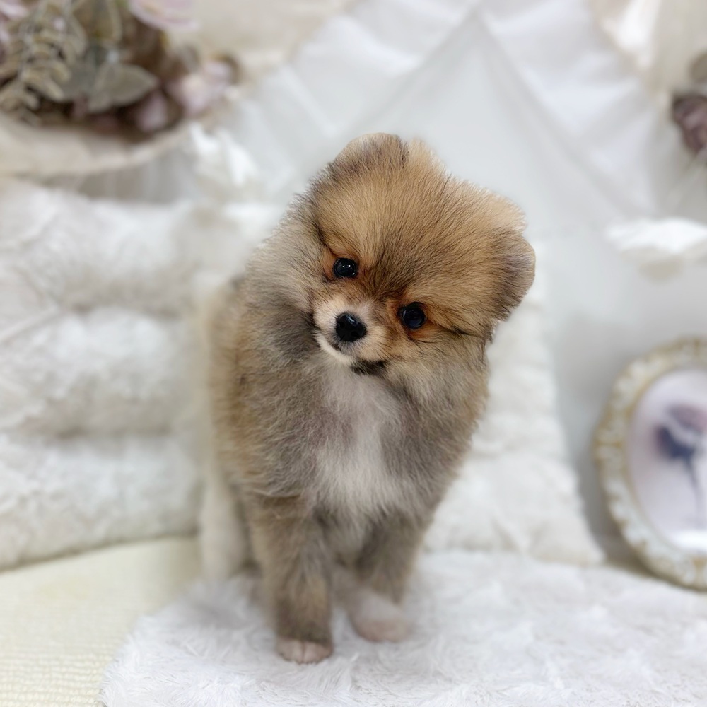 岐阜県のポメラニアン (犬の家＆猫の里カラフルタウン岐阜店/2026年4月30日生まれ/女の子/オレンジ)の子犬の1枚目の画像