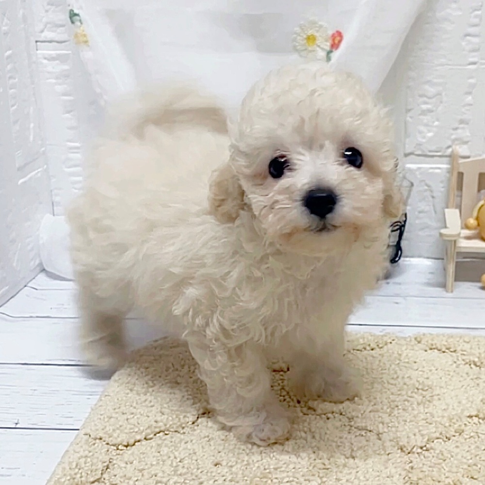 岡山県のマルプー(マルチーズ×プードル) (犬の家＆猫の里岡山店/2026年5月3日生まれ/男の子/クリームホワイト)の子犬の2枚目の画像