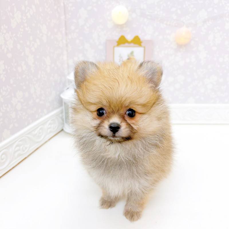 富山県のハーフ犬・ミックス犬 (犬の家＆猫の里富山店/2026年5月3日生まれ/女の子/オレンジ)の子犬の1枚目の画像