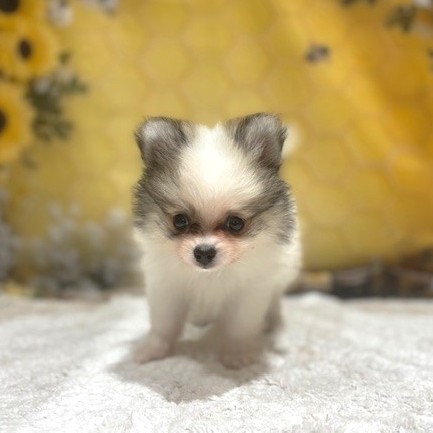 福岡県のハーフ犬・ミックス犬 (犬の家＆猫の里トリアス久山店/2026年5月3日生まれ/女の子/パーティーカラー)の子犬の2枚目の画像