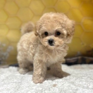福岡県のマルプー(マルチーズ×プードル) (犬の家＆猫の里トリアス久山店/2026年5月1日生まれ/女の子/クリーム)の子犬の2枚目の画像
