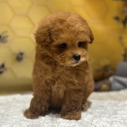 福岡県のトイプードル(タイニー) (犬の家＆猫の里トリアス久山店/2026年5月3日生まれ/男の子/レッド)の子犬の2枚目の画像