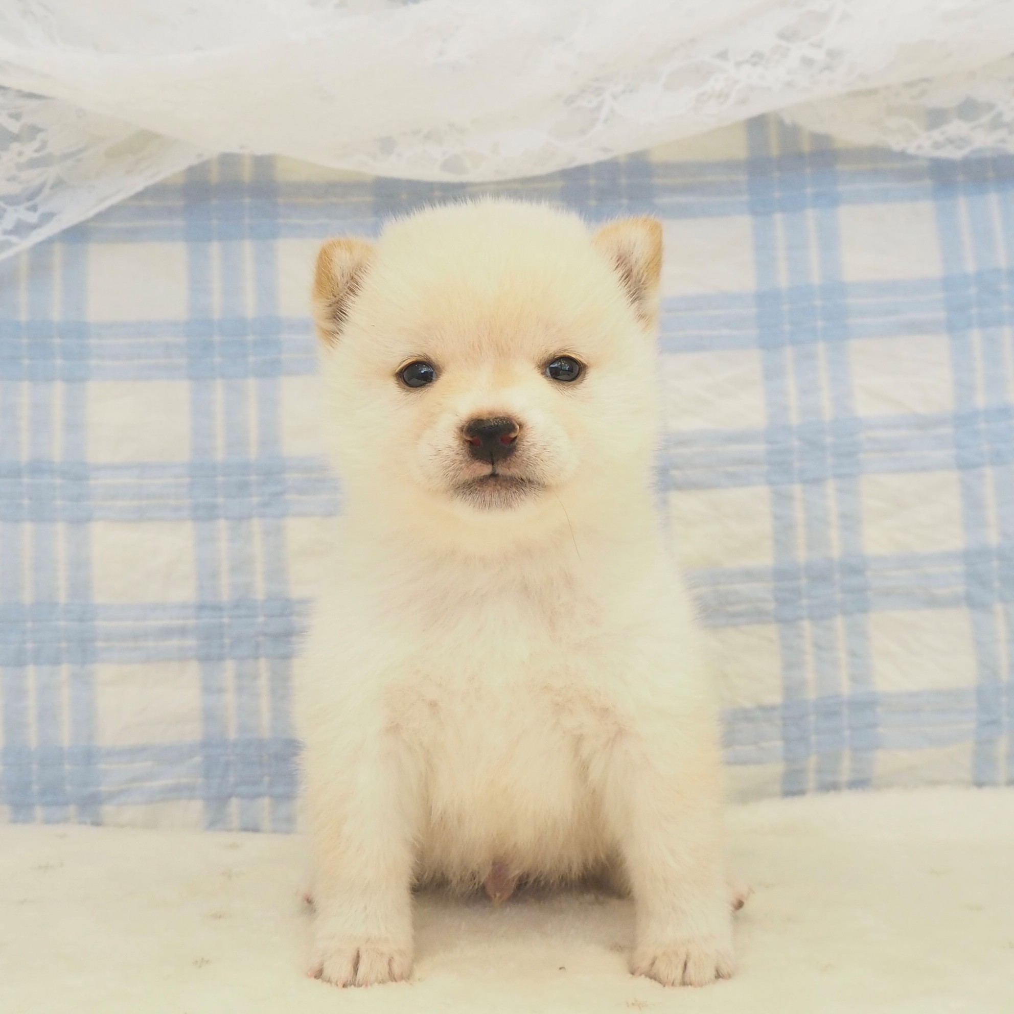 大阪府の豆柴 (犬の家＆猫の里もりのみやキューズモールBASE店/2026年5月2日生まれ/男の子/白)の子犬の1枚目の画像